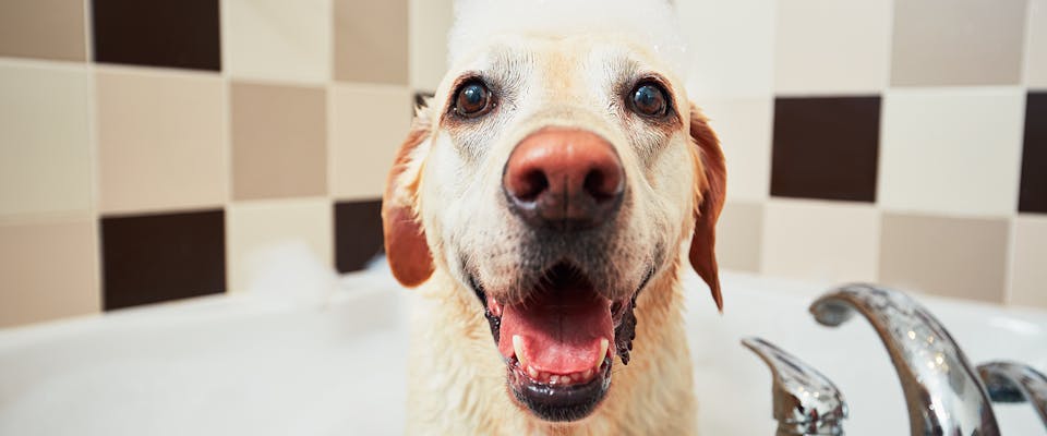 Best shampoo for golden retriever with allergies cheap